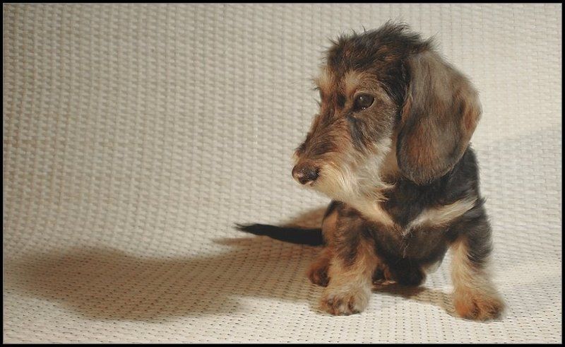 Ватсон он-же Тави Вербусphoto preview