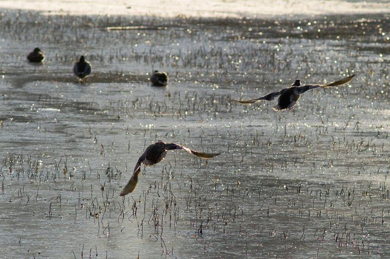 утки, осень, лед Набираем высоту и курс на Югphoto preview