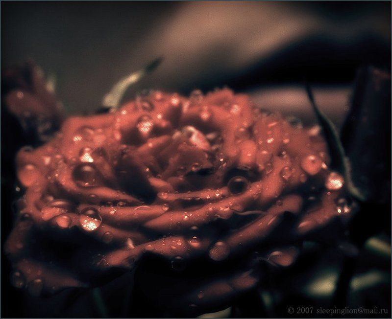 pilgrim, жанр, тонирование The Passion... of flowersphoto preview