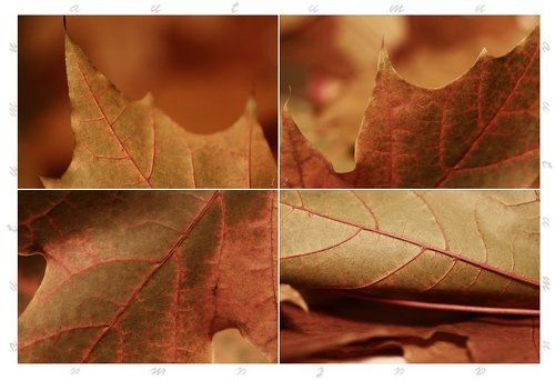 Colour of Autumn