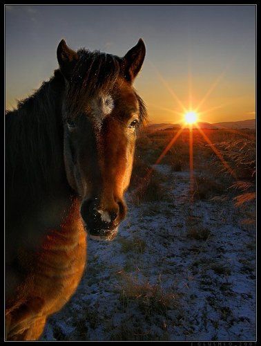 Портрет Друга