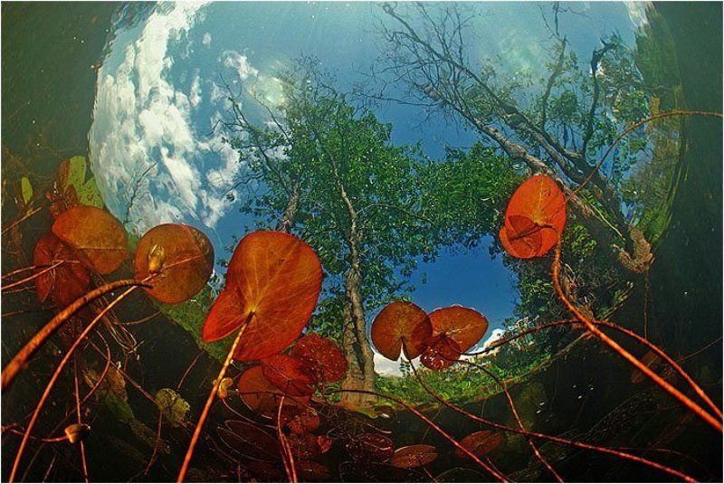 В лесной рекеphoto preview