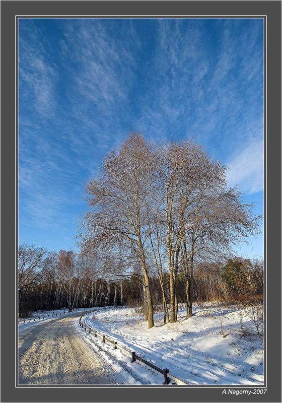 зима солнце снег небо деревья дорога парк кузьминки Зима в Кузьминкахphoto preview