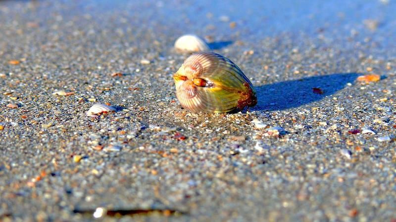 море, пляж, песок, ракушка ракушкаphoto preview