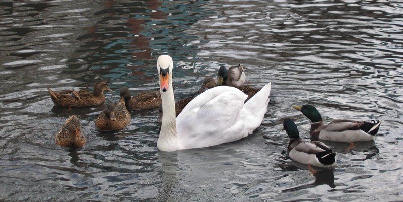 лебедь, утки, чувство собственного превосходства Королева Лебедьphoto preview