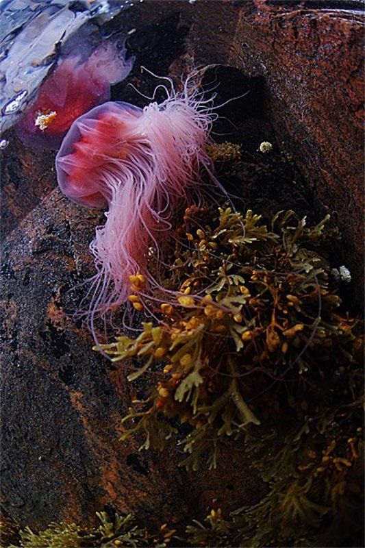 Беломорский пейзаж с медузойphoto preview