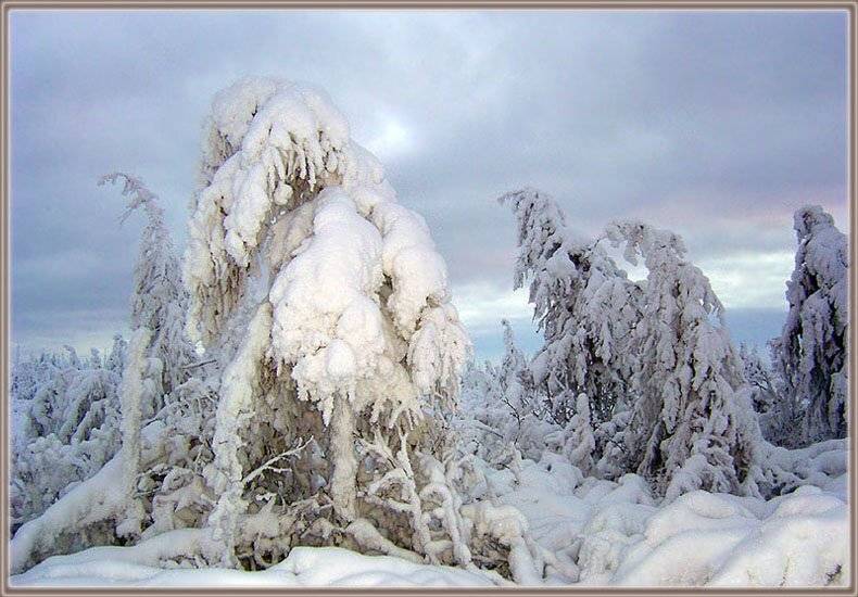 Там, где рождается Зима. Автор: Солодухин Виктор тайга зима, Солодухин Виктор