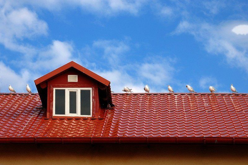 чайки, равные промежутки, иерархия, ареал Кто шагает дружно в ряд?photo preview