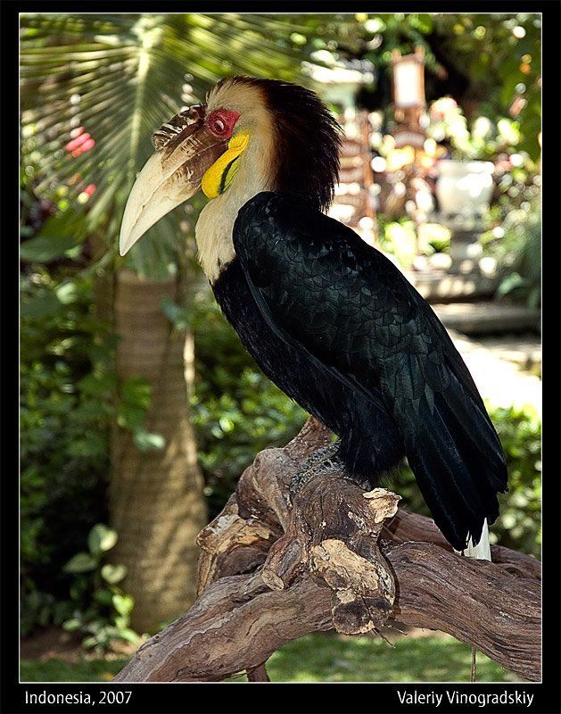 Птичка...photo preview