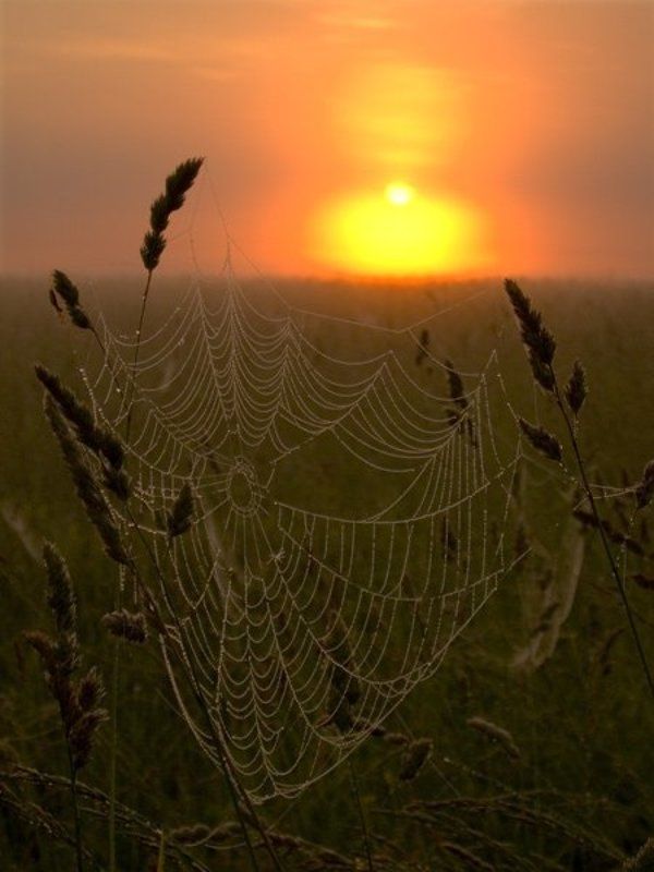 закат, паутина Паутинаphoto preview