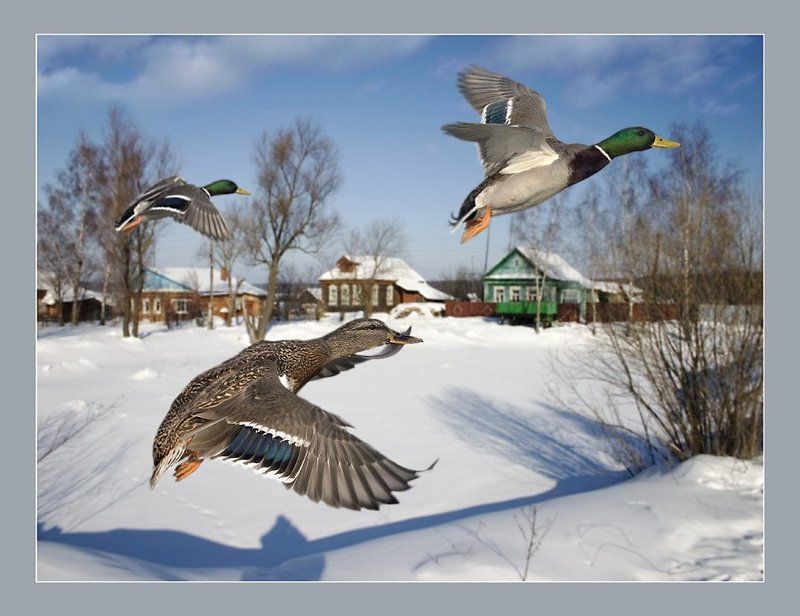 Литяаааать уууткиииphoto preview