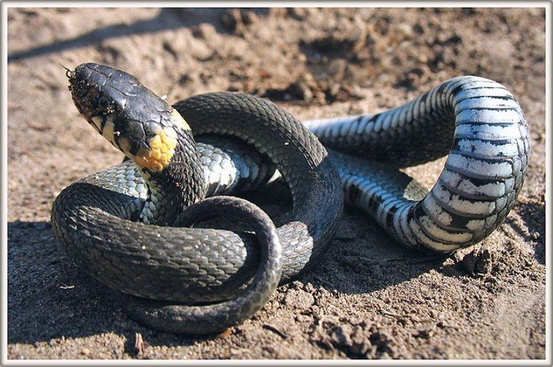 узелок завяжется...photo preview