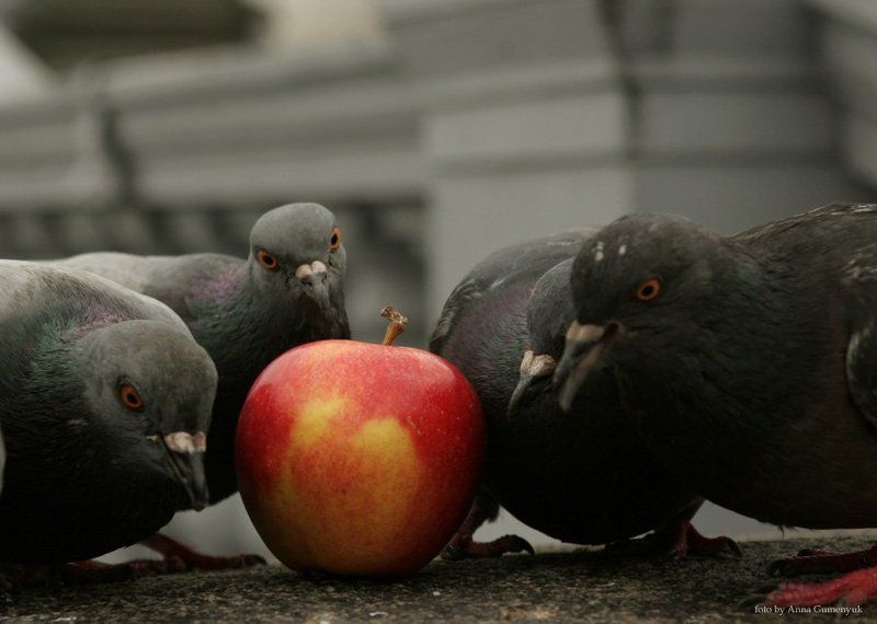 голод,птицы,яблоко,круглый стол,пир,еда.добыча Птичий голодphoto preview