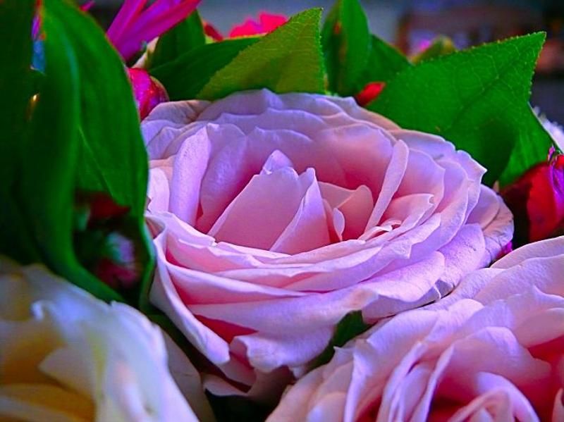 цветок, роза, природа бутузphoto preview