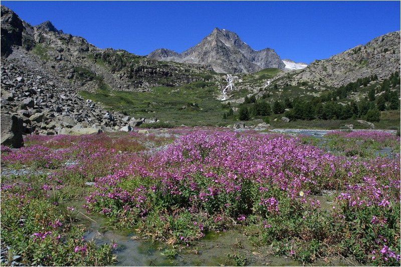 алтай, водопад, цветы, дарашколь, радиалка * * *photo preview