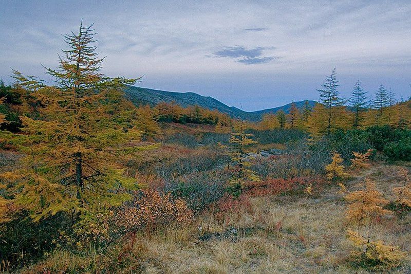 осень ель небо магадан осенний пейзажphoto preview