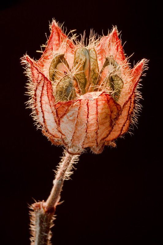 макро Волосатикphoto preview