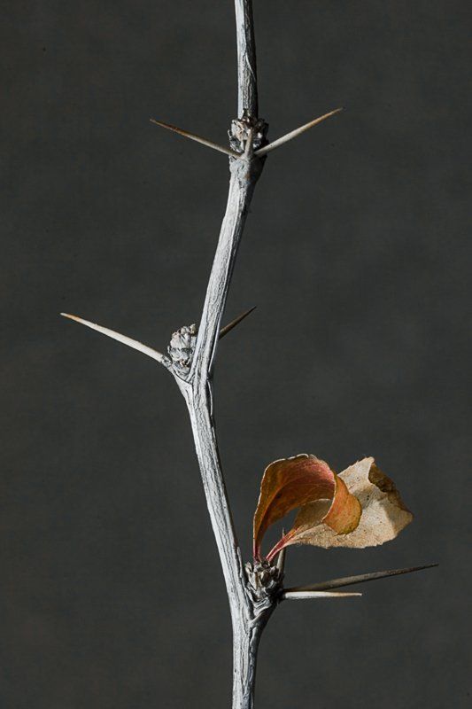 макро,ветка Последниеphoto preview