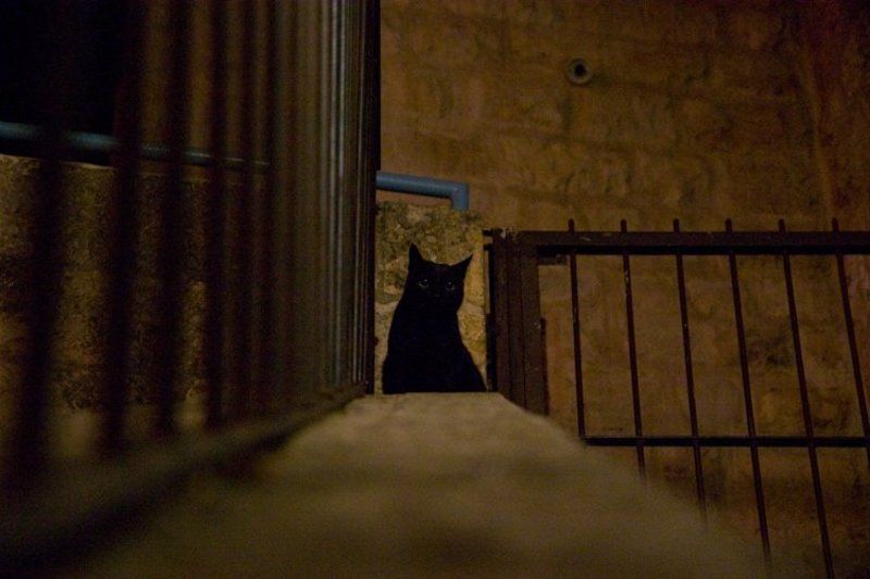 igalsc, genre, raw О любопытствеphoto preview