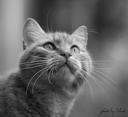 Теплые коты