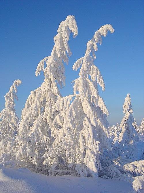 лиственница,зима, Солодухин Виктор