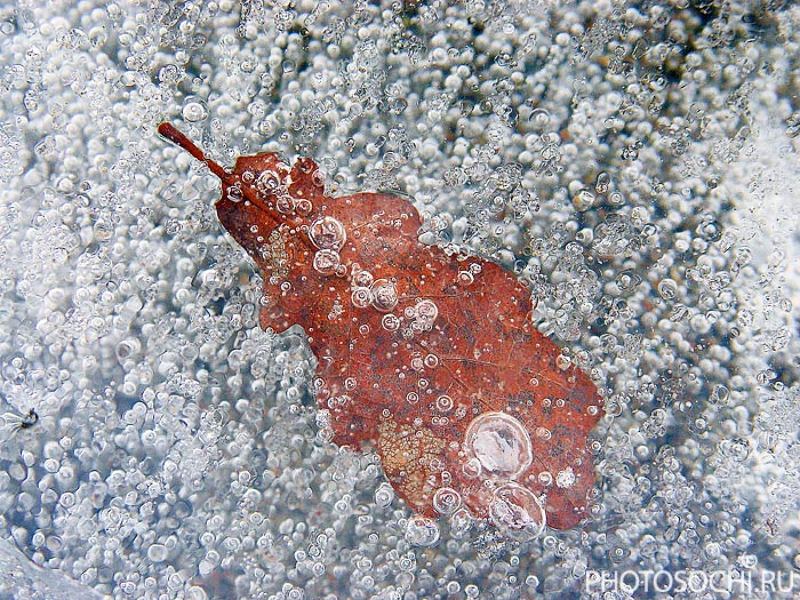 лед, лист, зима ледниковый периодphoto preview