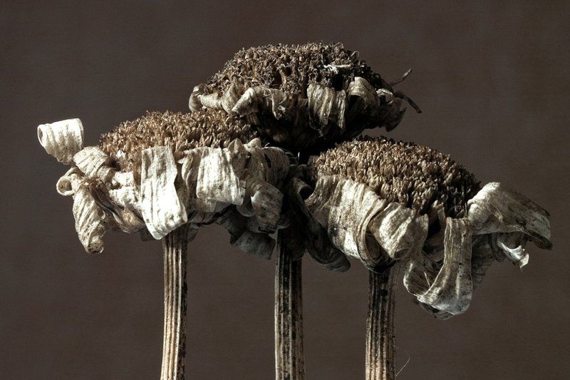 сушь,макро,соцветия Триоphoto preview