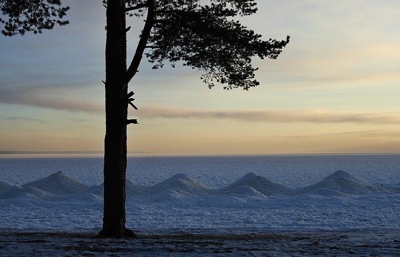 онега, карелия, петрозаводск, пляж, сосна, снег, небо Онегаphoto preview