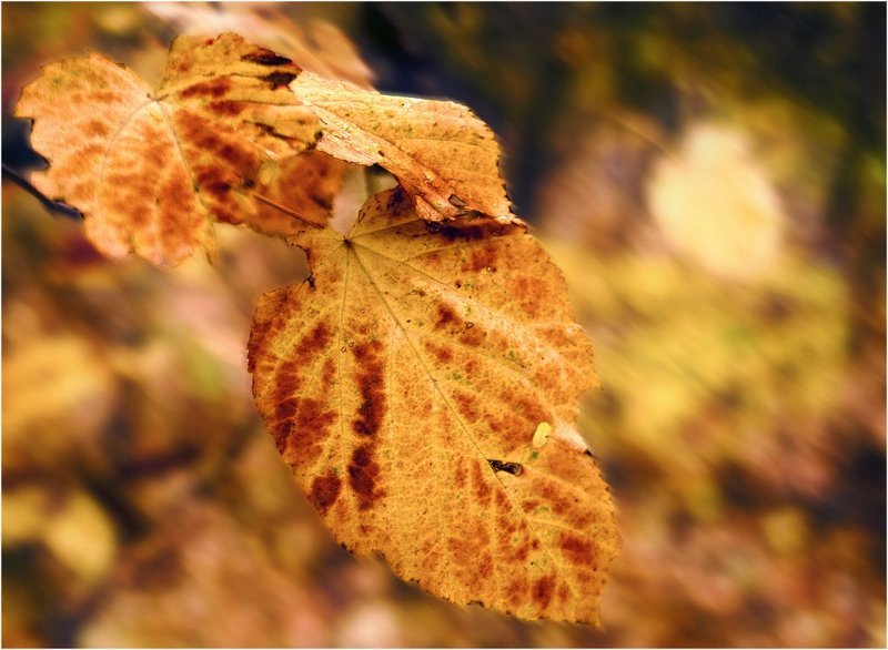 Рыжийphoto preview