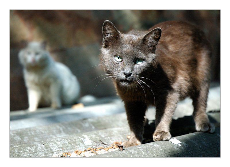 Слышь шоль,э. Ты с какова района!!!photo preview