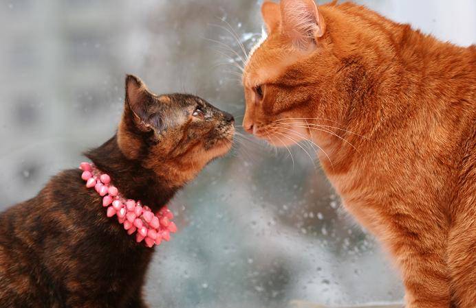 кот гай, кошачья любовь, свадьба у кошек, djovani