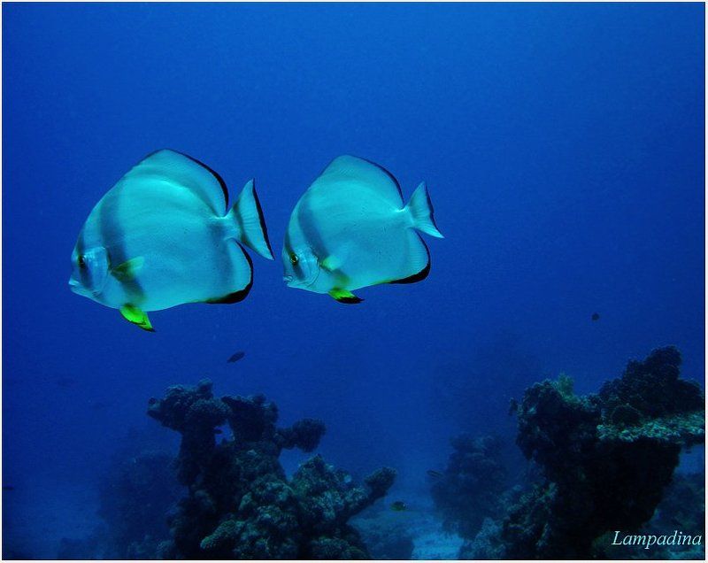 красное море, голубой платакс Голубой платаксphoto preview