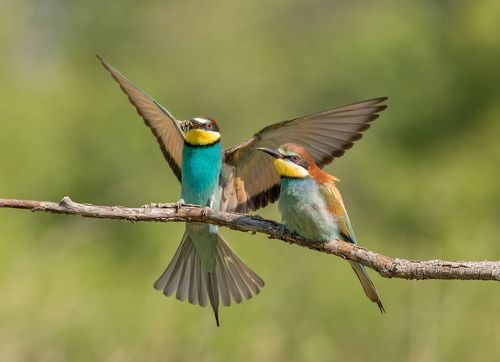 щурки