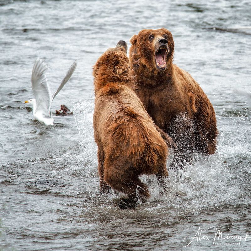 сша, аляска, медведь, гризли, рыбалка, лосось, вода, река, природа, дикая Схваткаphoto preview