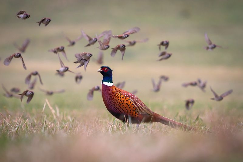 pheasant, tree sparrow, wildlife ***photo preview