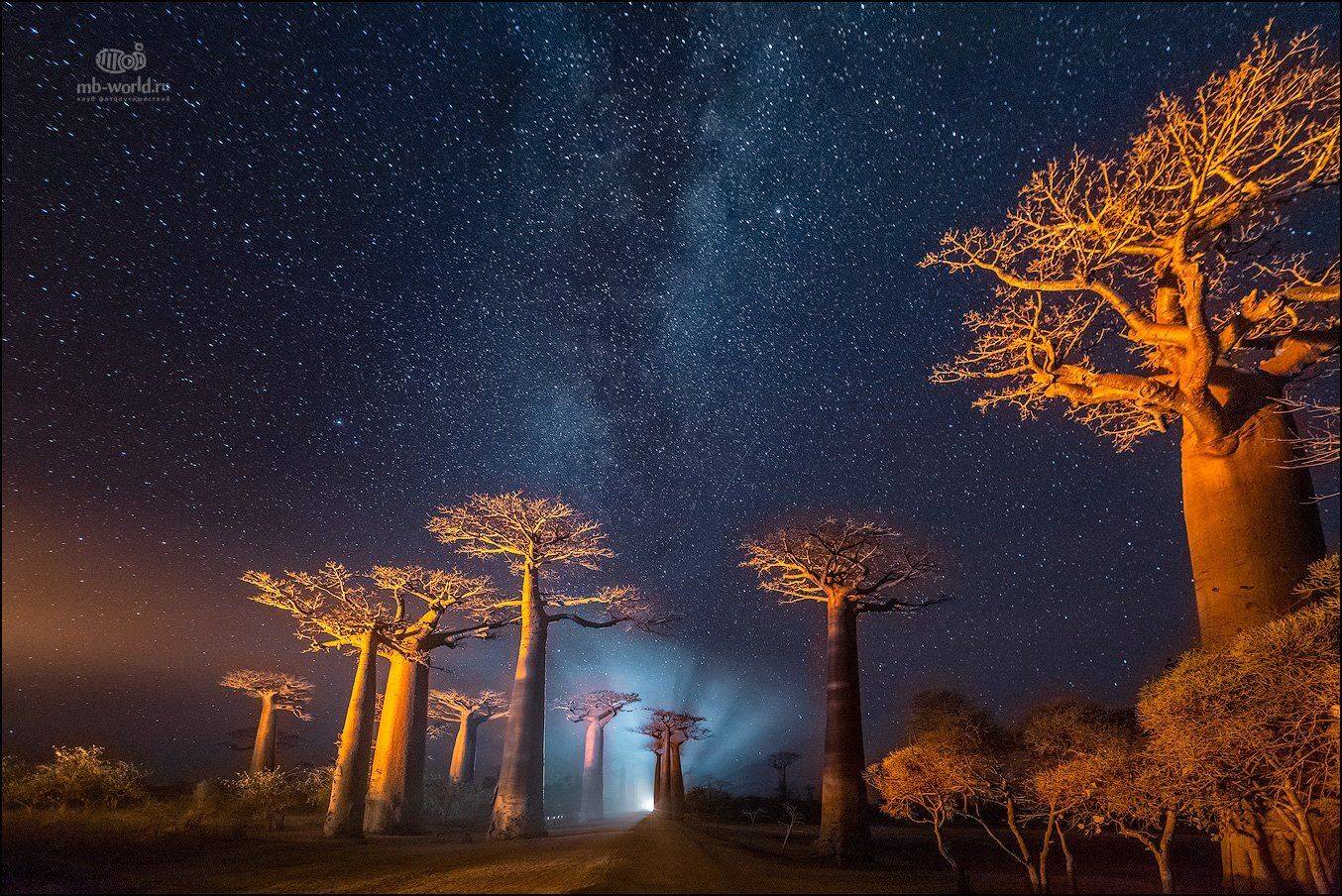 Мадагаскар, баобабы, ночь, фототур, Mikhail Vorobyev