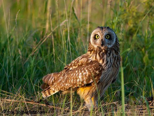 Болотная сова