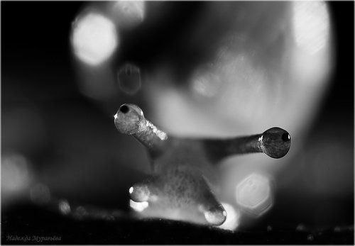 Чёрно-белые сны маленькой улитки