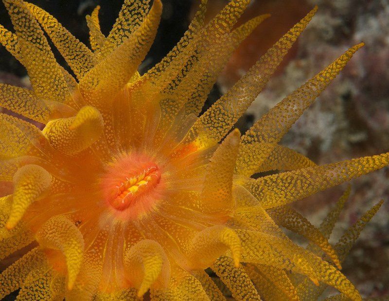 красное море, tubastraea sp. Поцелуй меня!photo preview