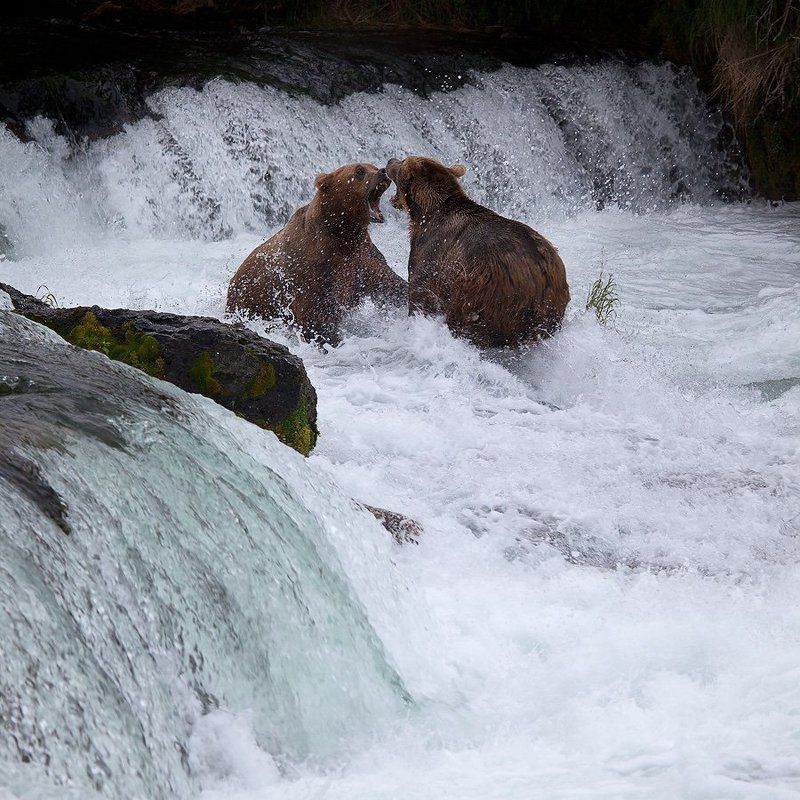 У КОГО ПАСТЬ ШИРЕ...photo preview