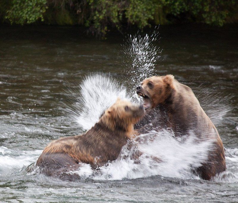 КТО ЗДЕСЬ ХОЗЯИН?  ЭТО ЯСНО!photo preview