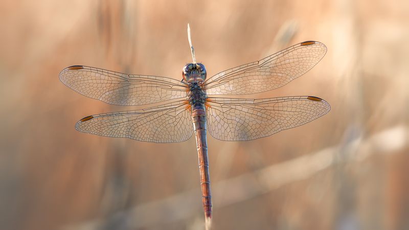 Серебряные крылышкиphoto preview