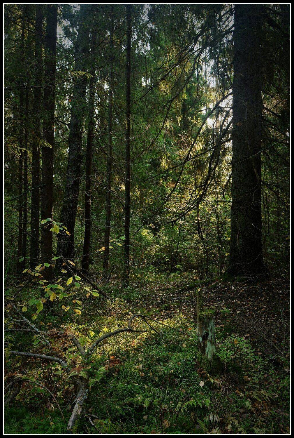 сергей алексеев, фото, Сергей Алексеев