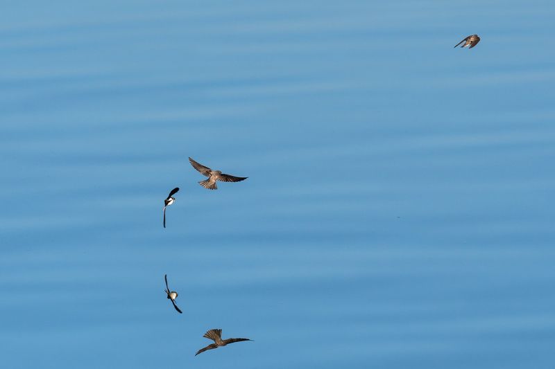 Береговые ласточки Зеркальный полёт.photo preview