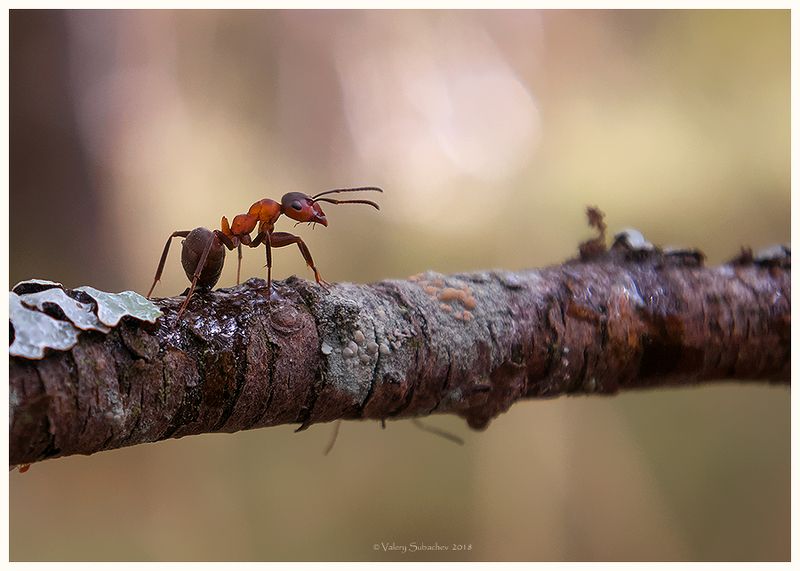 Леснойphoto preview