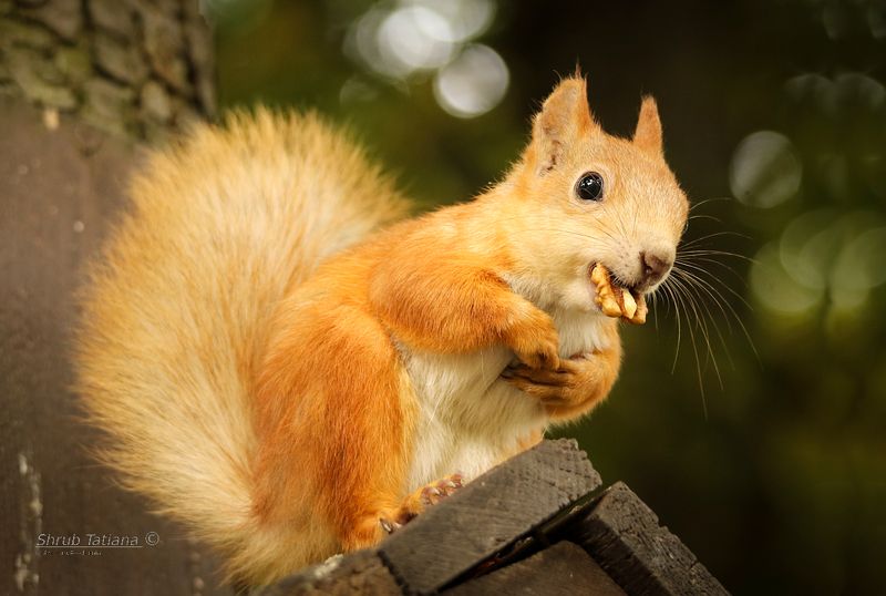 природа, парк, животные, белка, орех С орешкомphoto preview