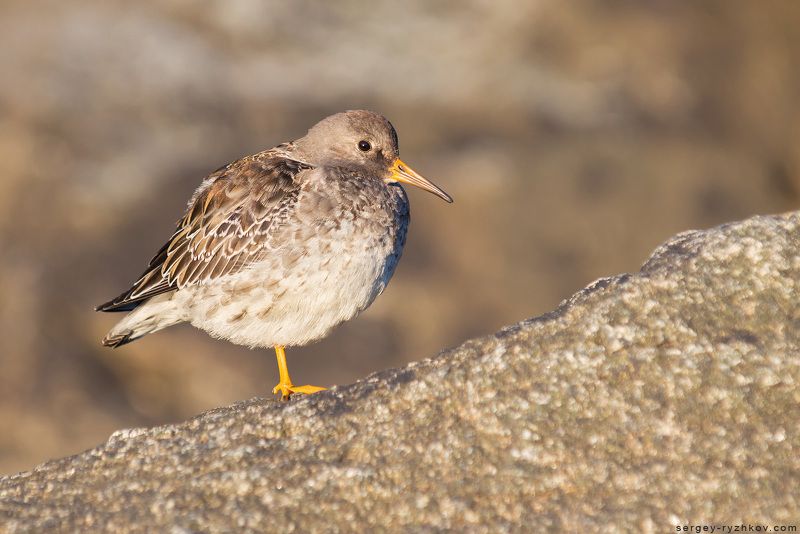песочник, морской песочник, кулик, птица, север, исландия, iceland, stokksnes, bird, wildlife, nature, animal, shorebird, Purple sandpiper Морской песочникphoto preview