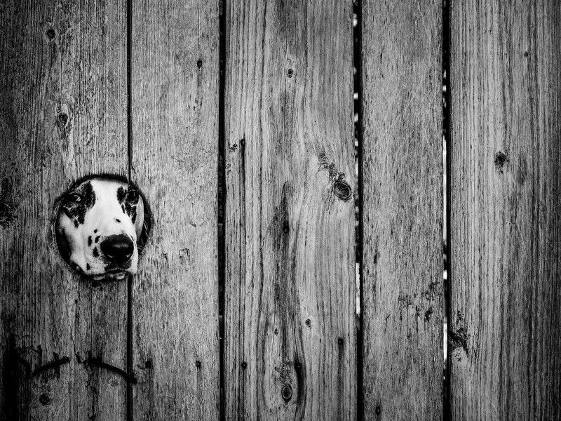 Ку-куphoto preview