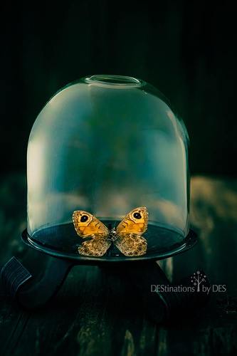 Freedom