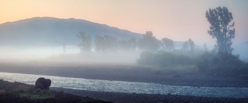 Wild Thingsphoto preview